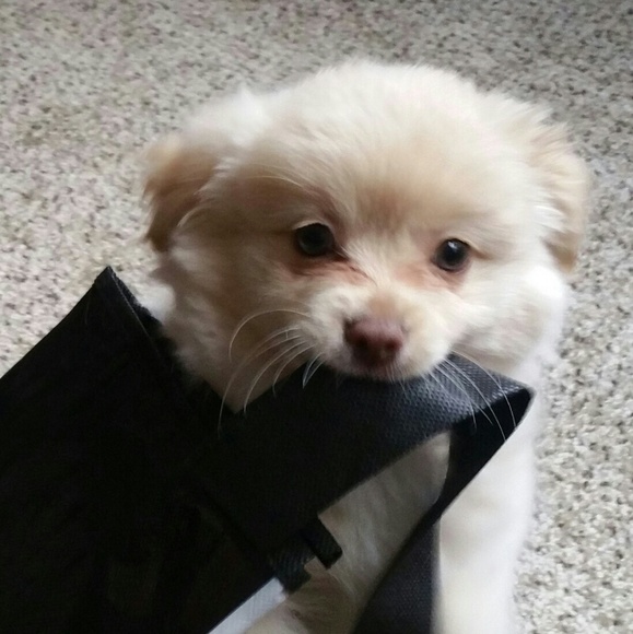 Meet your Posher, Roy - Picture 4 of 8